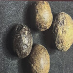 Researchers use scientific innovation, cultural heritage to discover Ghana’s first musket balls