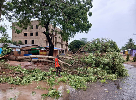 Ada East Assembly resolves tree dispute