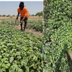 Soilless vegetable production: An untapped solution for household nutritional security