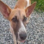 WR records three deaths from rabies