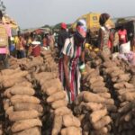 More Than a Crop: Why Yam Remains Oti Region’s Economic Lifeline