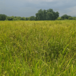 ‘Ghana’s rice future depends on meeting consumer taste’