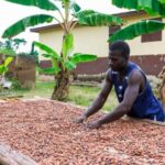 Stakeholders to deliberate on cocoa pricing, production at Fairtrade Africa event
