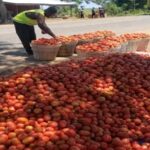 Tomatoe famers at Anloga-Avume call for buyers, government intervention