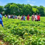 CSIR-SARI engages farmers in selecting next generation of cowpea varieties