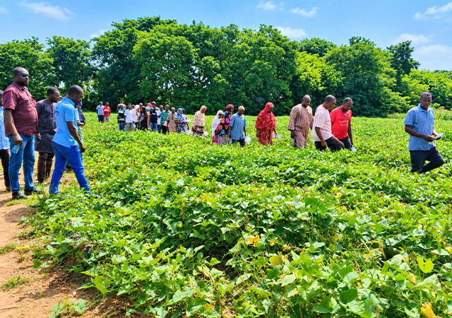 CSIR-SARI engages farmers in selecting next generation of cowpea varieties